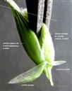  Spikelet with 2 florets ( lower male and upper bisexual)
